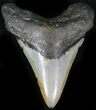 Bargain Megalodon Tooth - North Carolina #22935-1